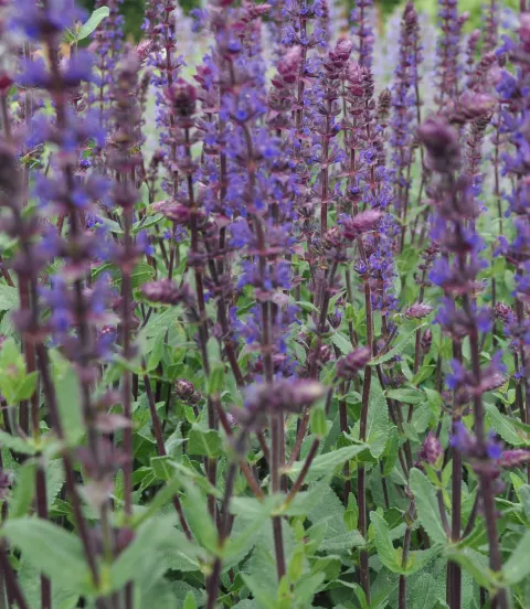 salvia