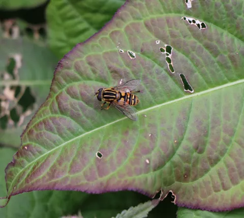 Biodiversiteit