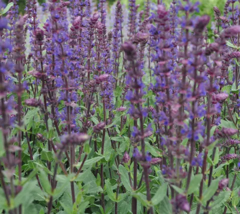 salvia