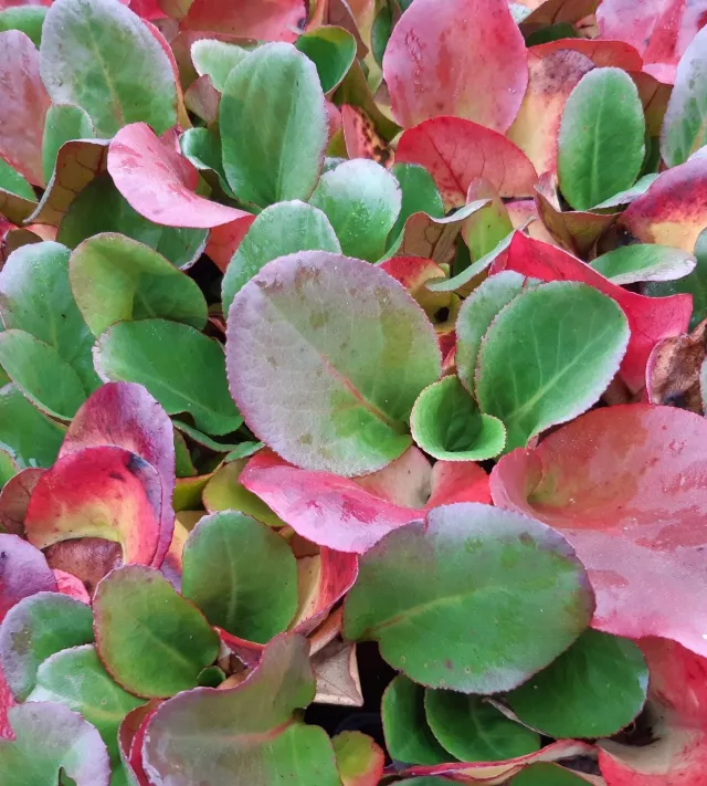 bergenia