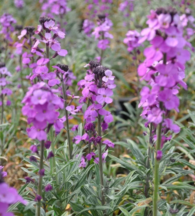 mauve