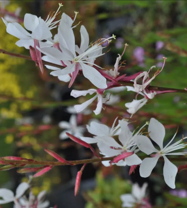 Gaura