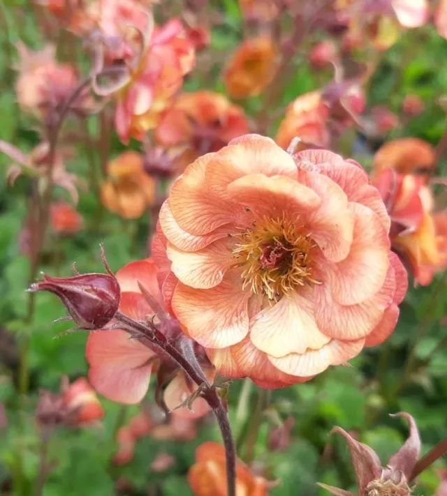 Geum