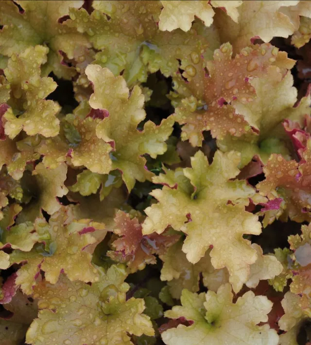 Heuchera