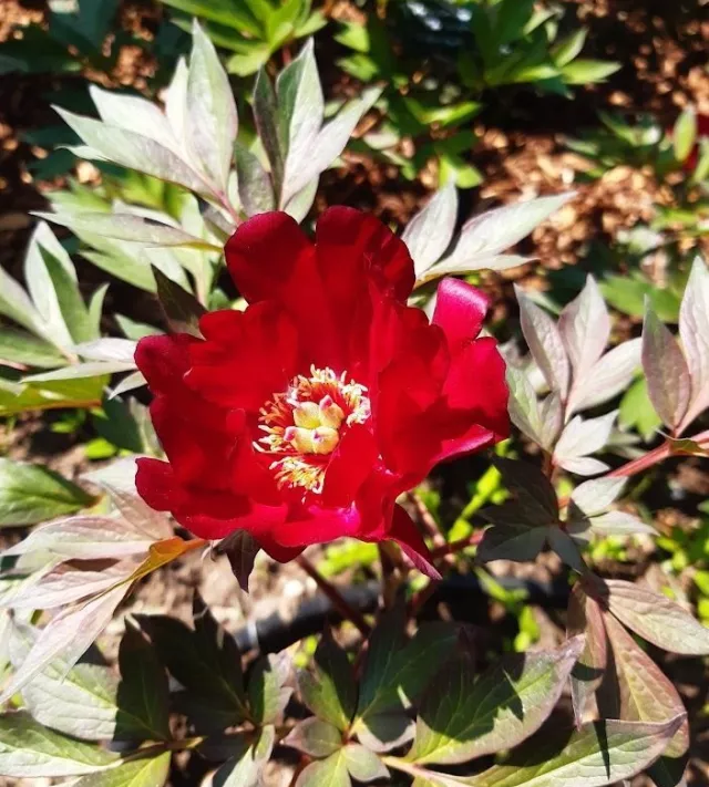 Paeonia