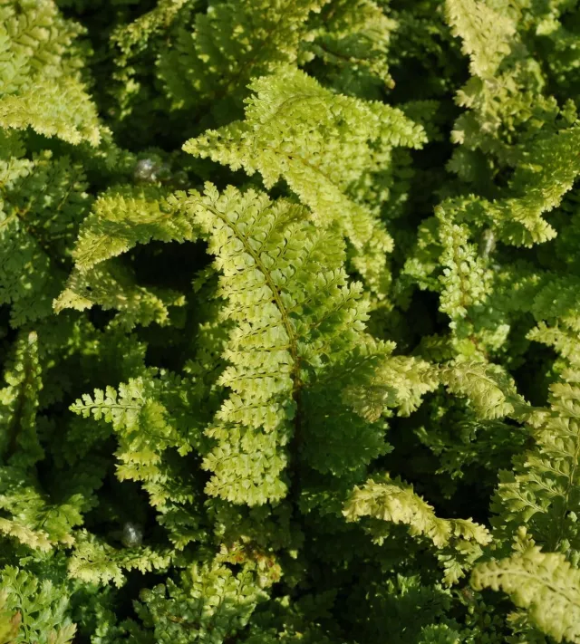 Polystichum