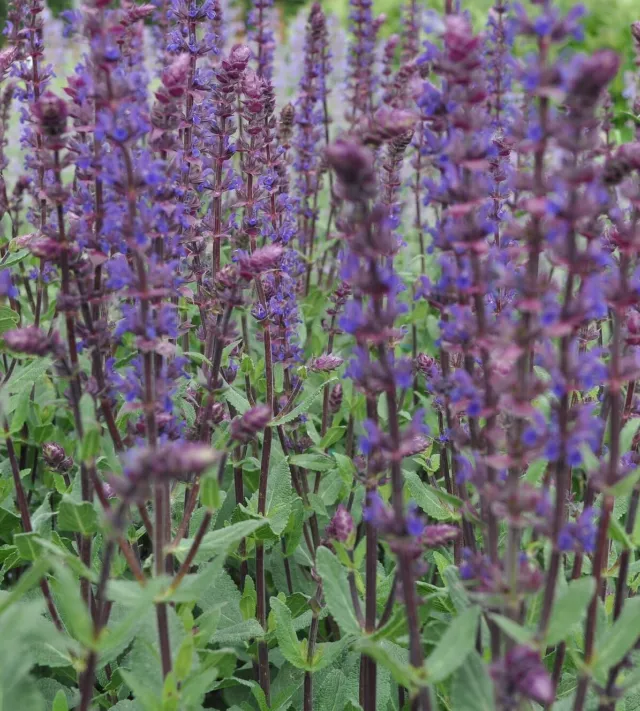 salvia