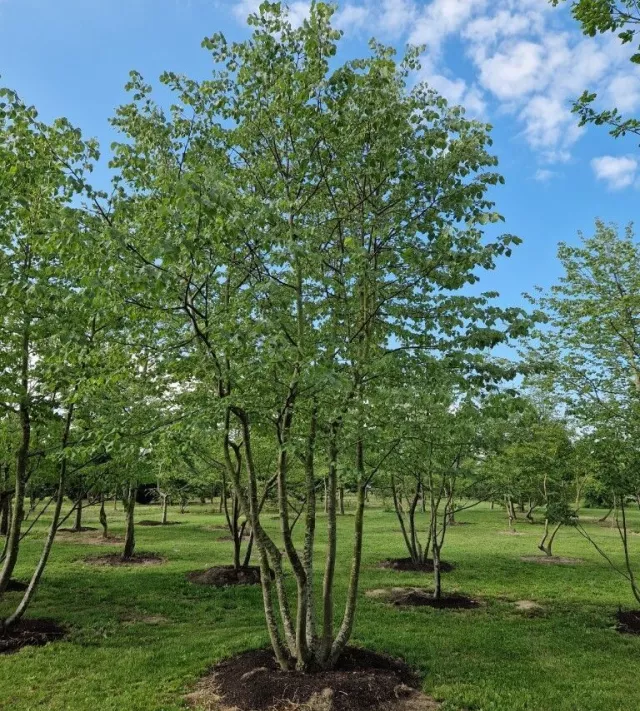 tilia